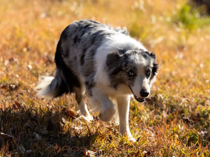 Connie - ボーダーコリー ♀
