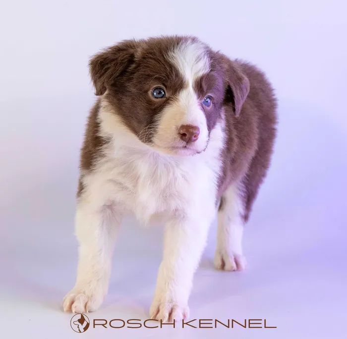 LWR407CPR - Border Collie ♀