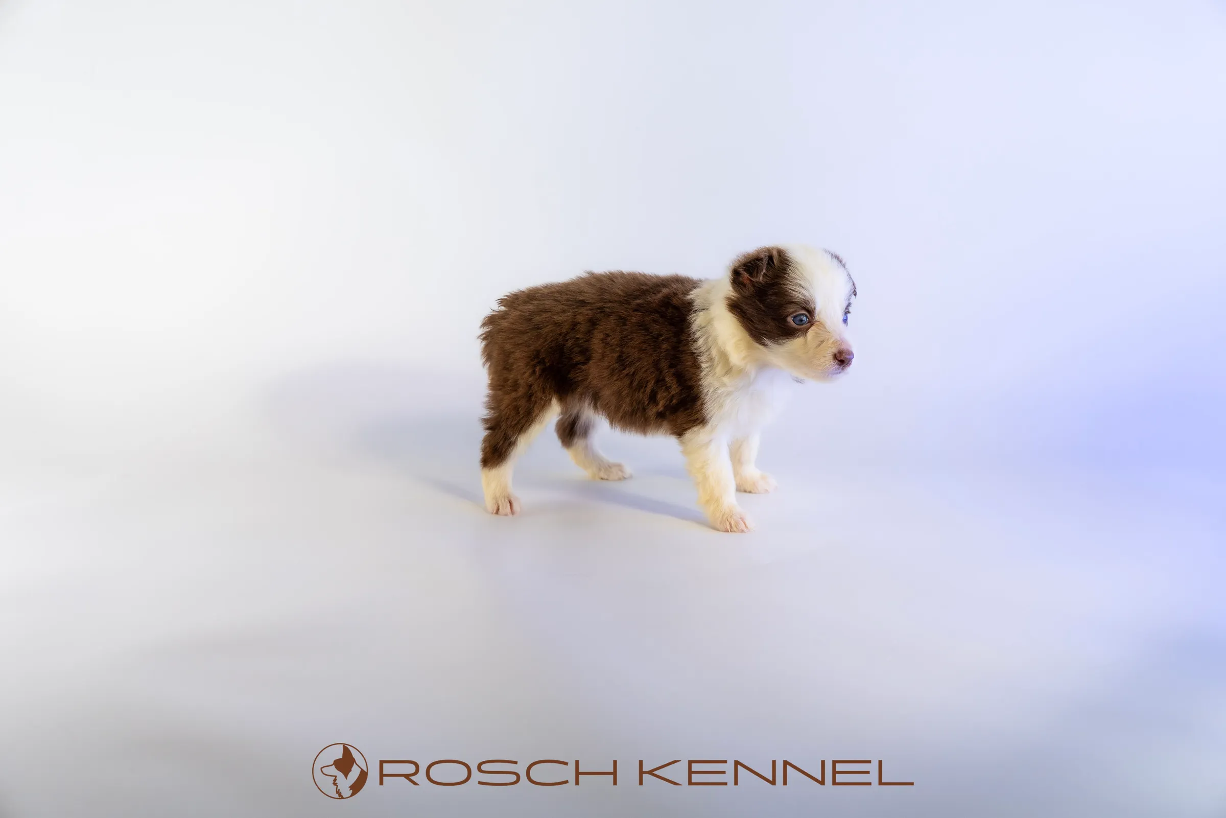 RSE305CPR - Photo 13