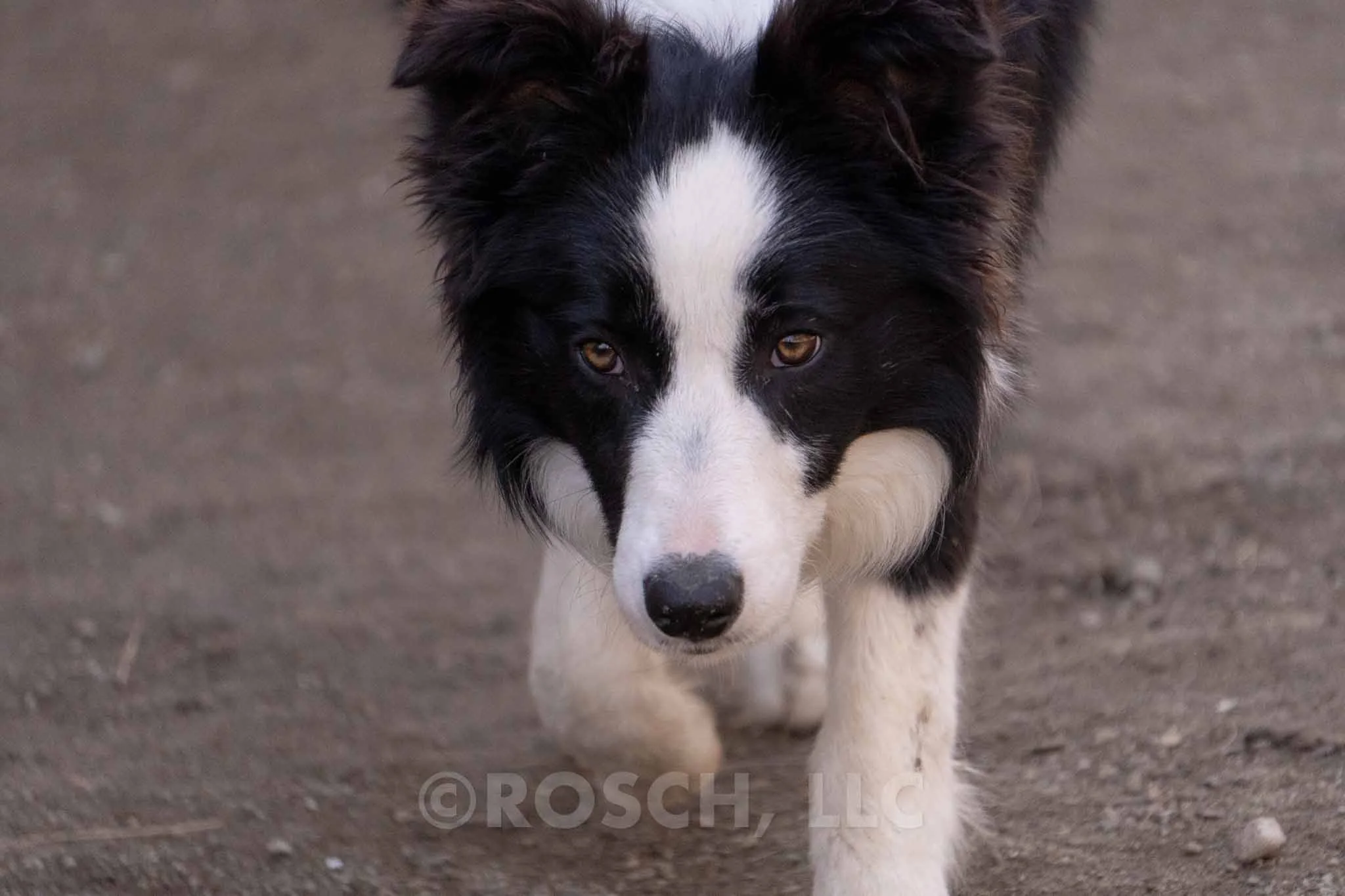 Noah - Photo 3