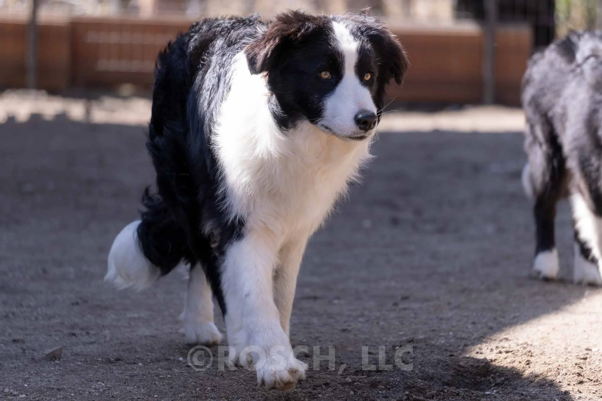 Lawra - Photo 4