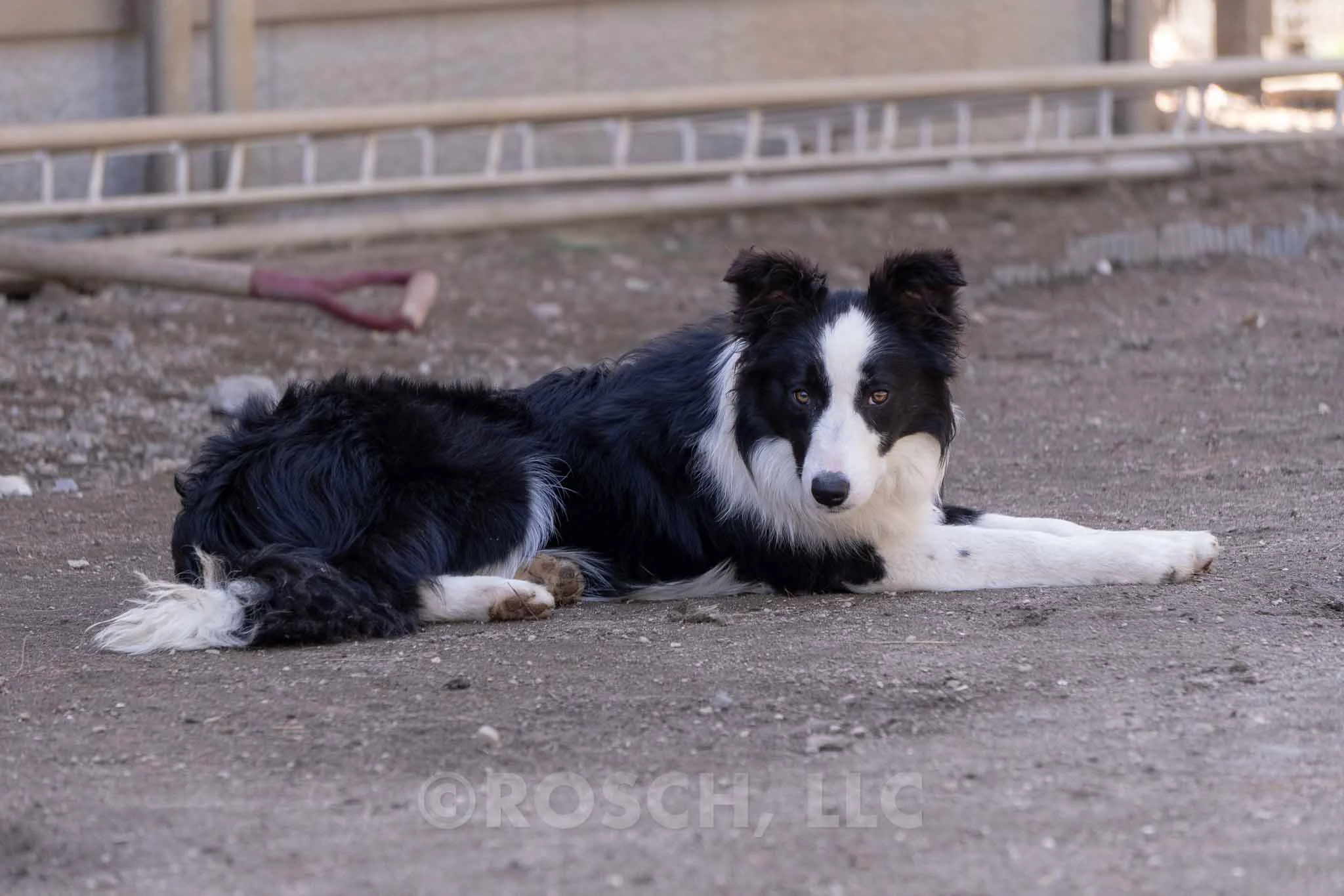 Noah - Photo 6