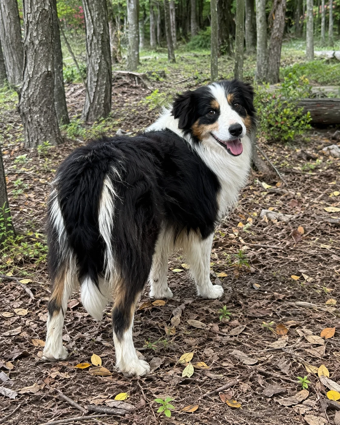 Cooper - Photo 4