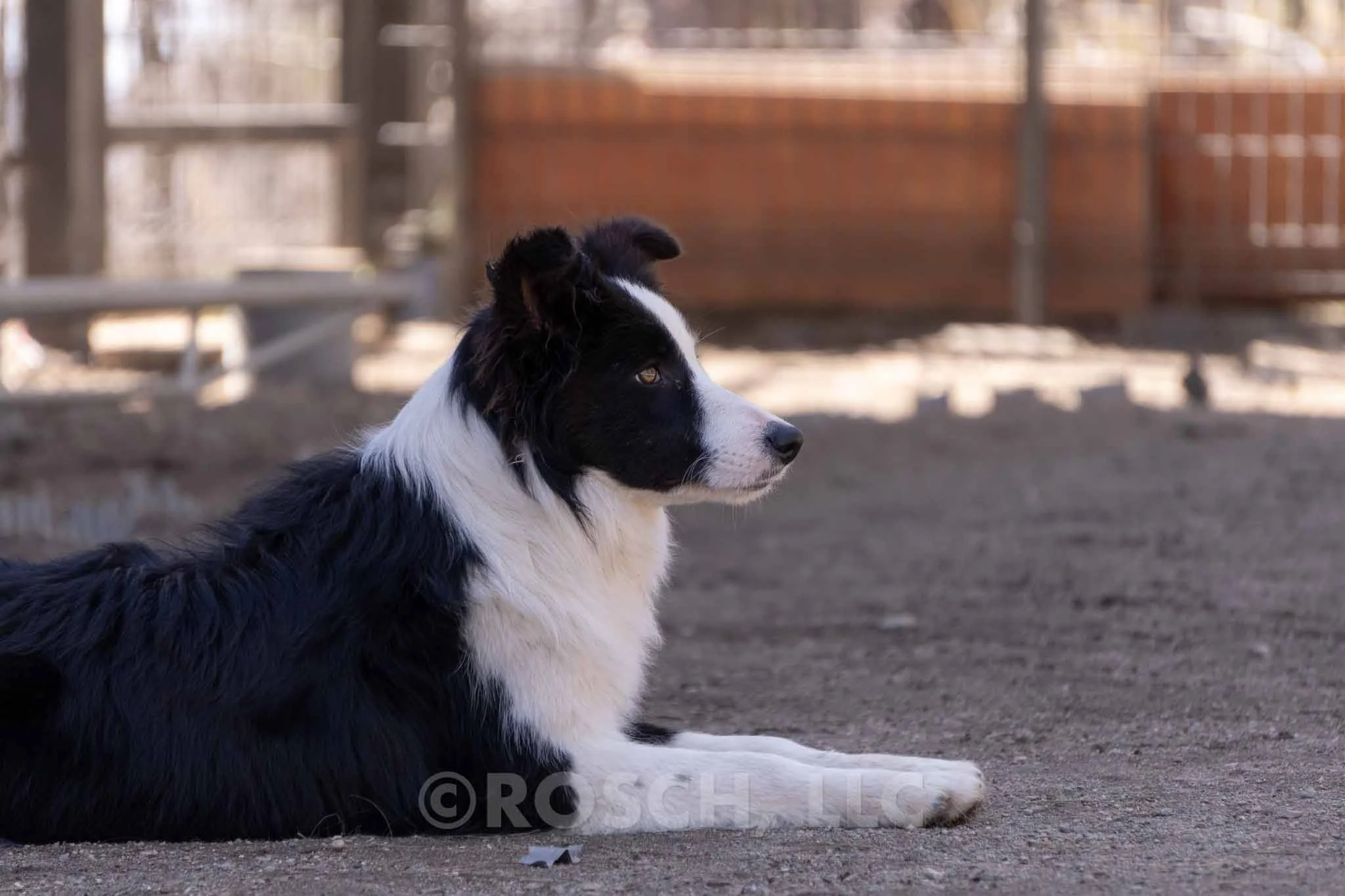 Noah - Photo 7