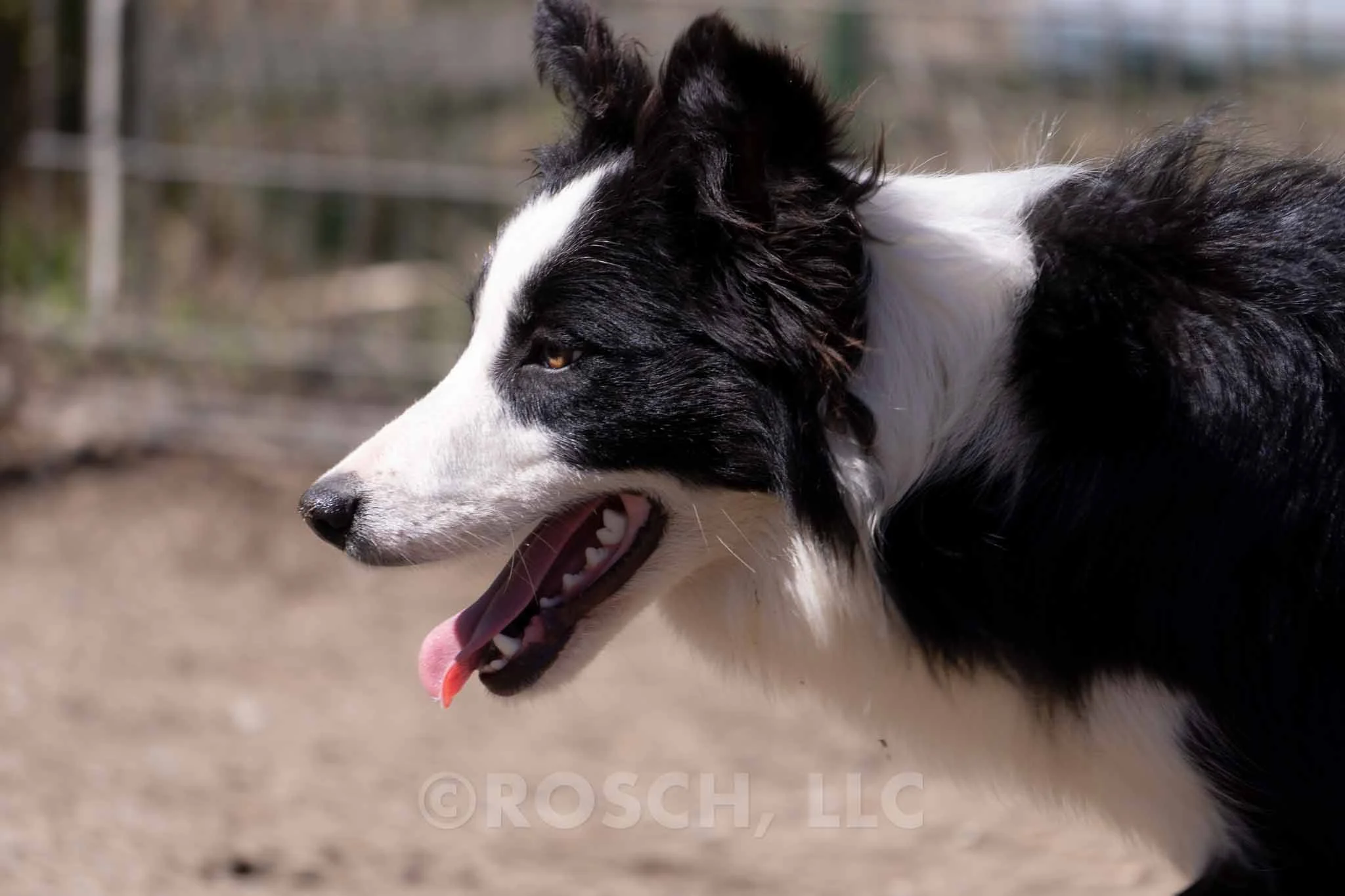 Noah - Photo 2