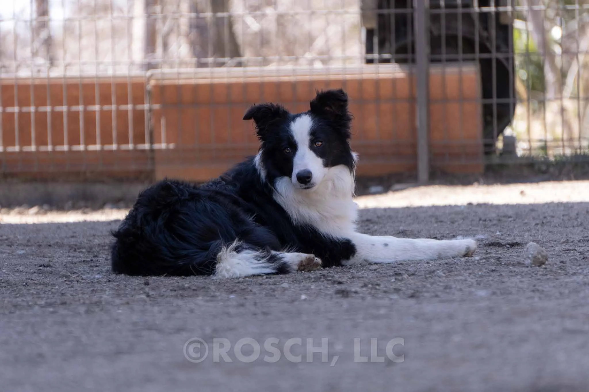 Noah - Photo 4